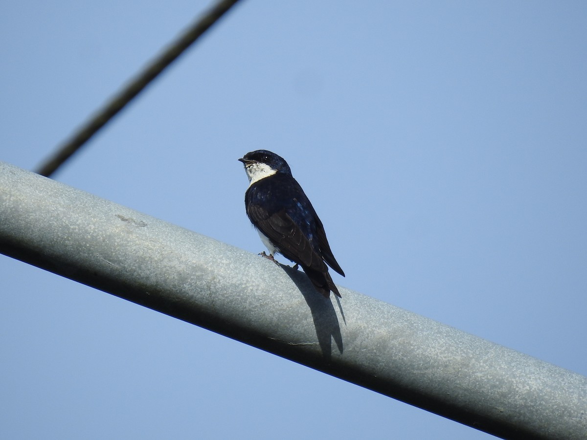 Blue-and-white Swallow - ML620626485