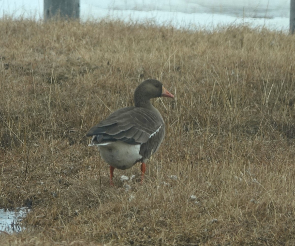 Greater White-fronted Goose - ML620626487