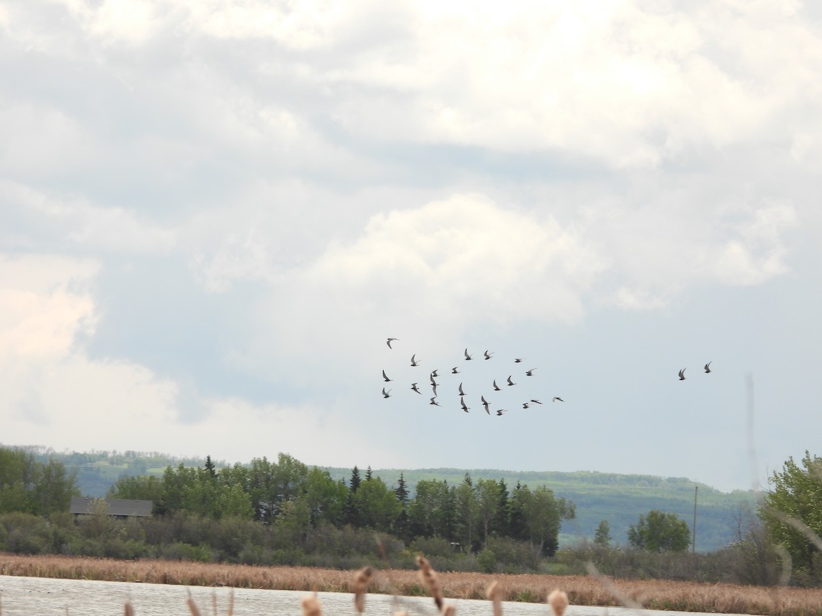 Black Tern - ML620626488