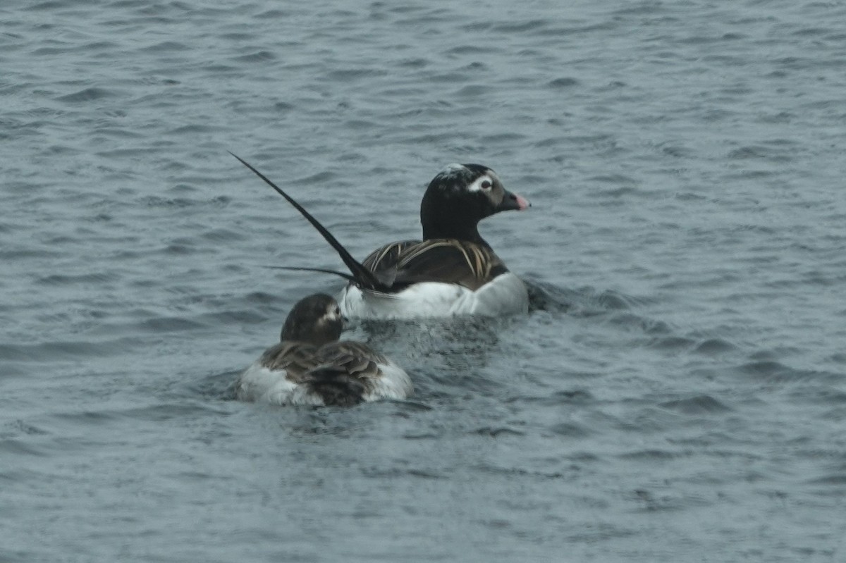 Long-tailed Duck - ML620626490