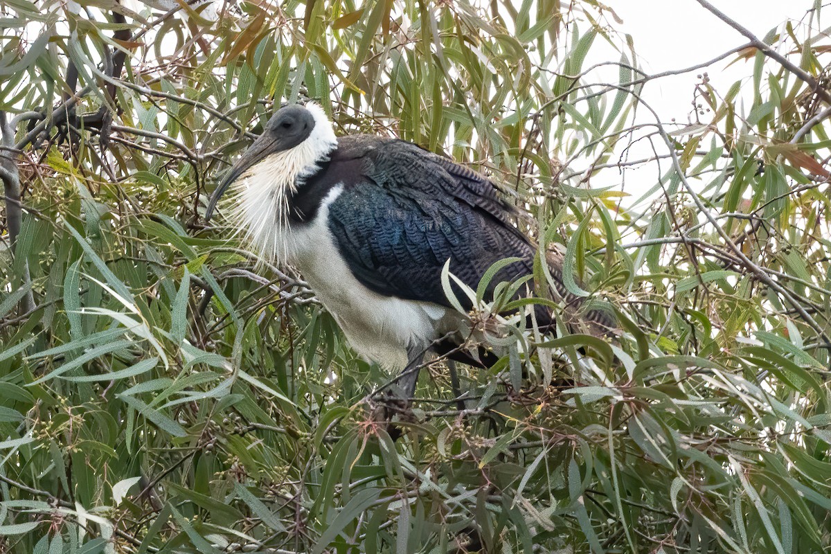 Ibis d'Australie - ML620626491