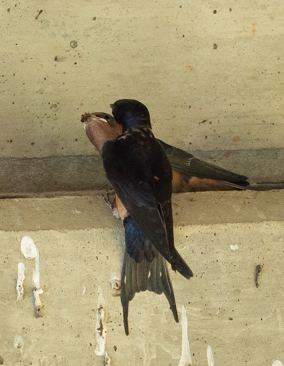 Barn Swallow - ML620626492