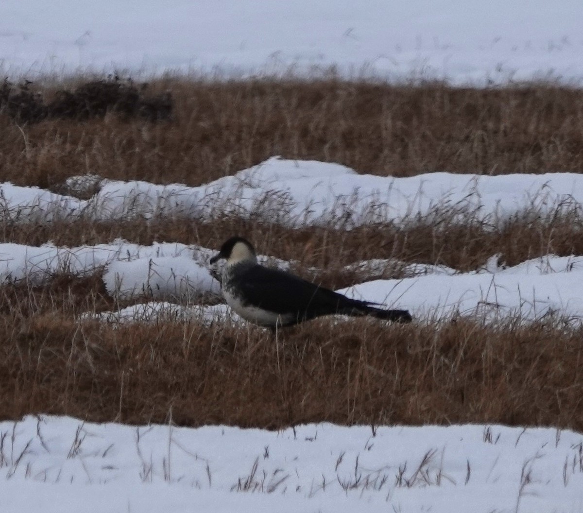 Pomarine Jaeger - ML620626493