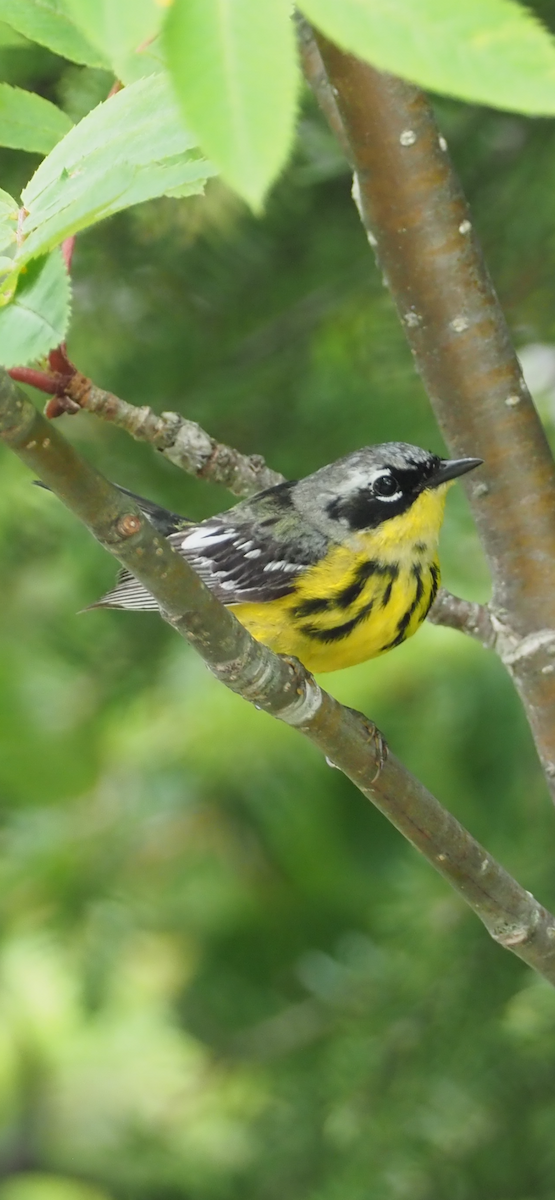 Magnolia Warbler - ML620626495