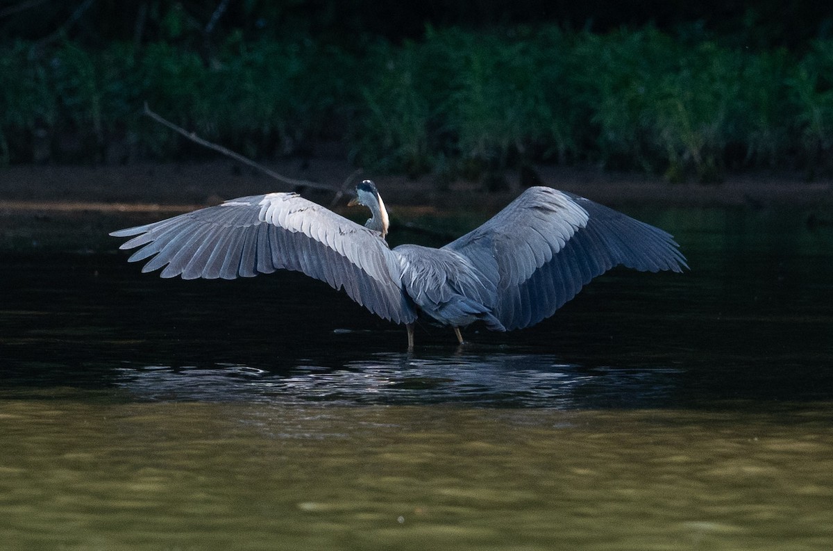 Great Blue Heron - ML620626498