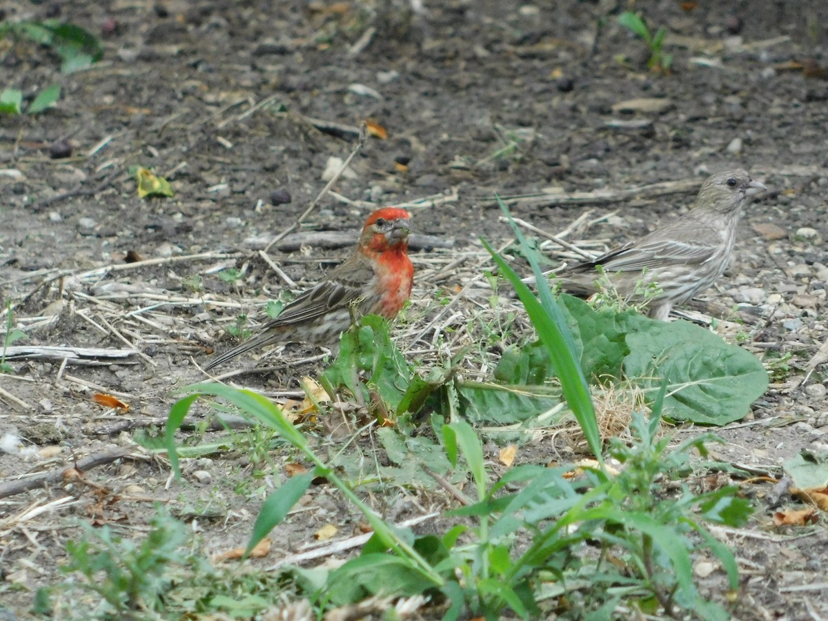 House Finch - ML620626499