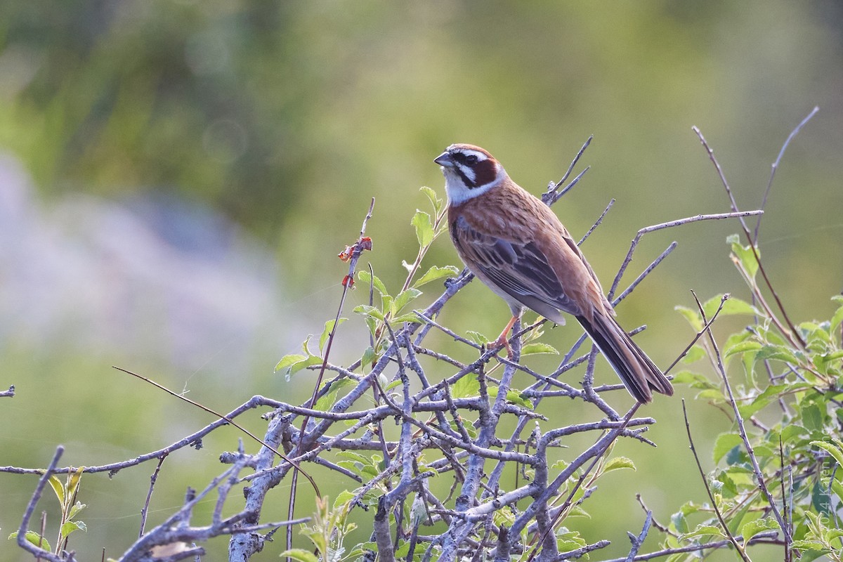 Meadow Bunting - ML620626503