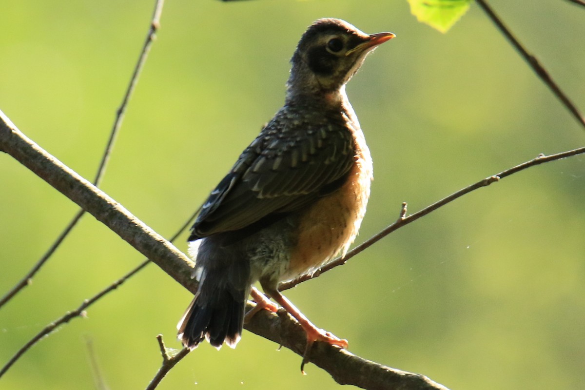 American Robin - ML620626504