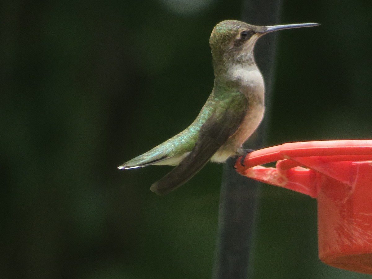 Black-chinned Hummingbird - Paul Sellin