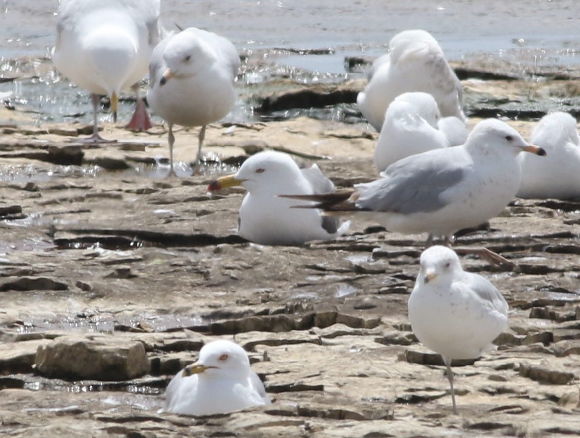 Black-tailed Gull - ML620626506