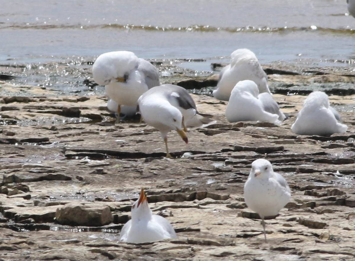 Black-tailed Gull - ML620626507