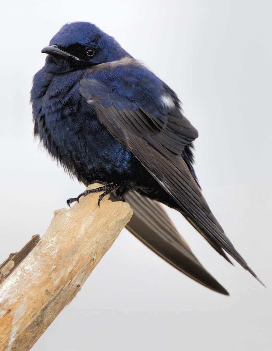 Purple Martin - ML620626514