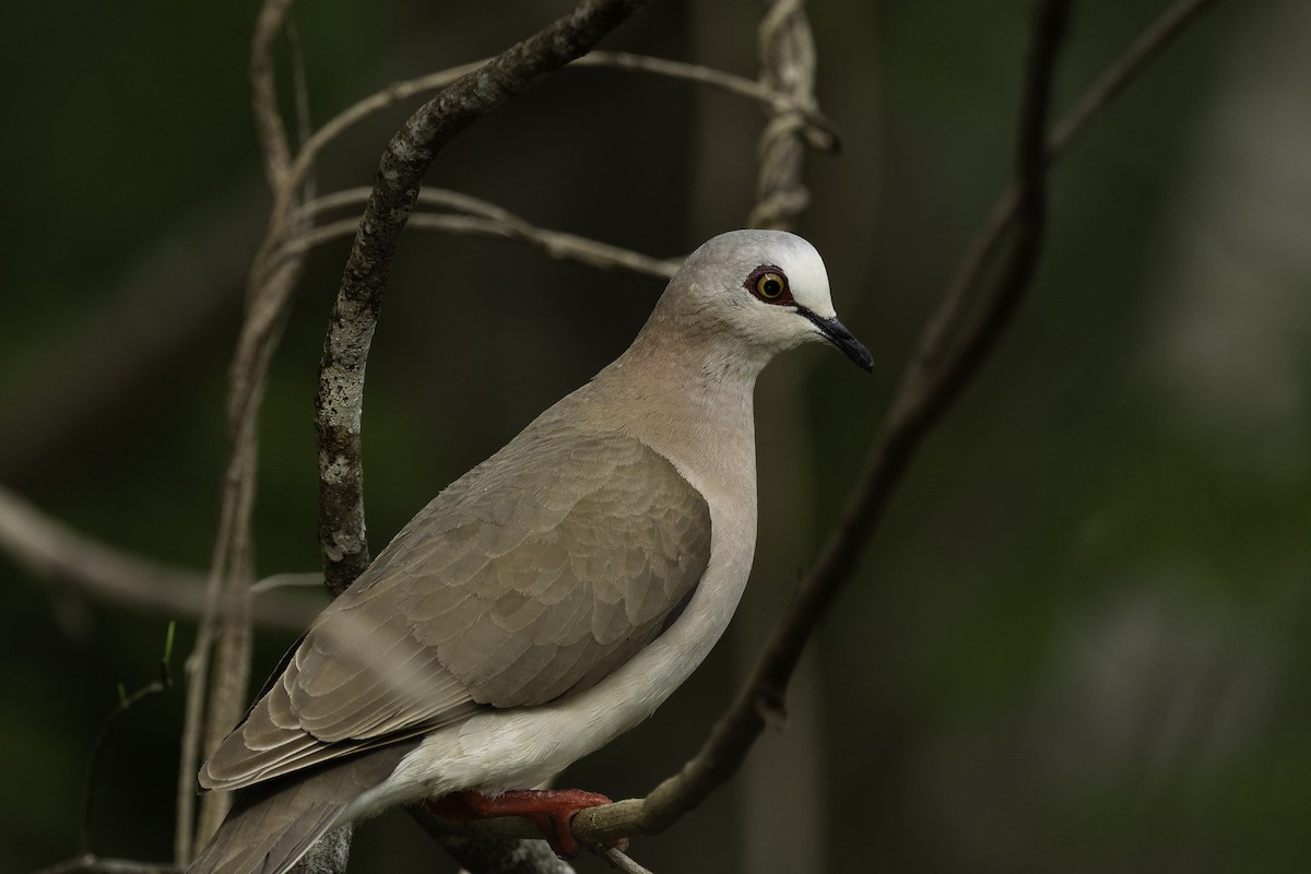 Caribbean Dove - ML620626515