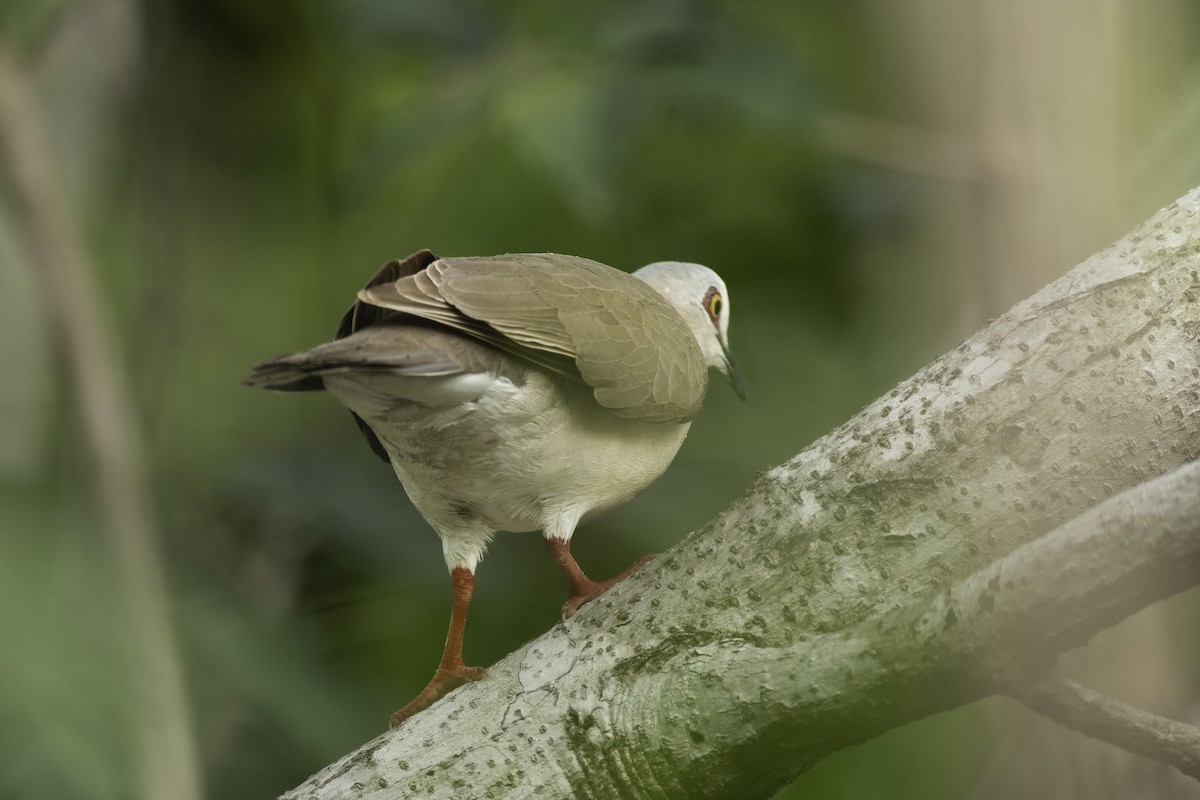 Caribbean Dove - ML620626516