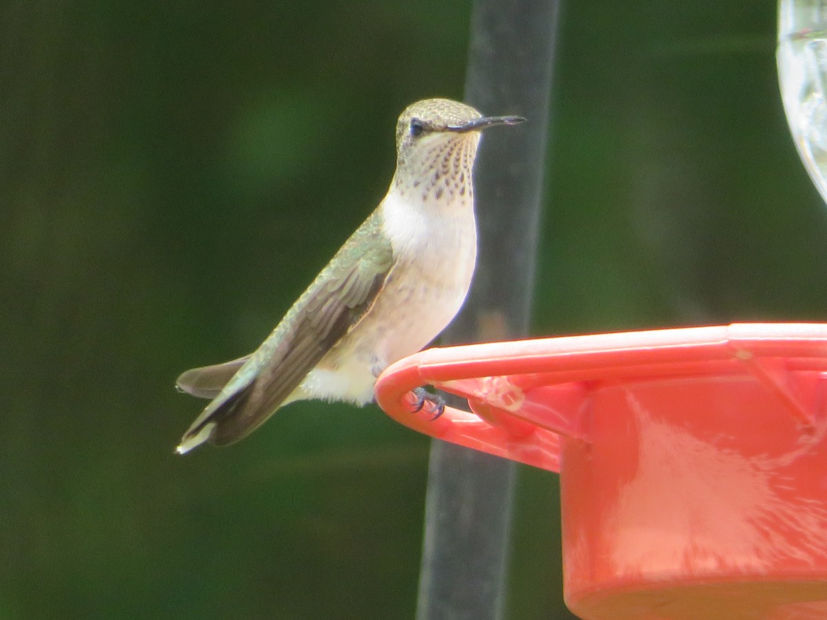Black-chinned Hummingbird - ML620626518