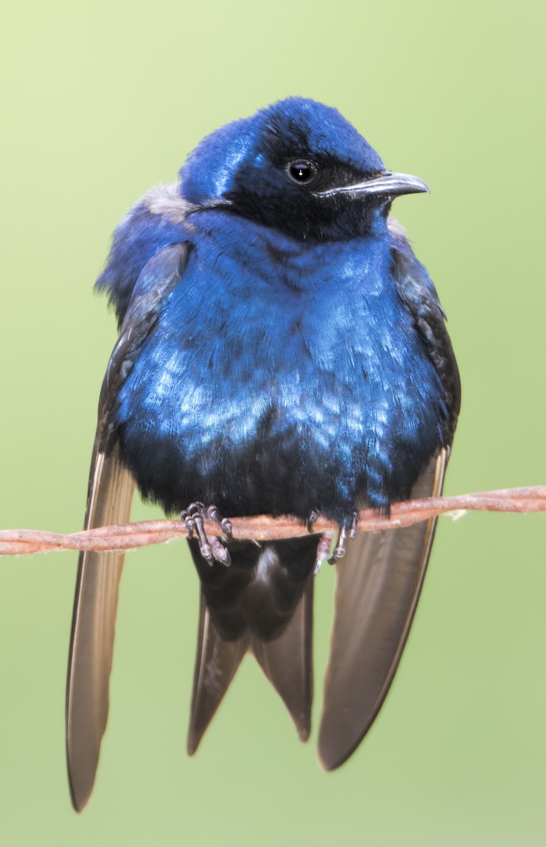 Purple Martin - ML620626523