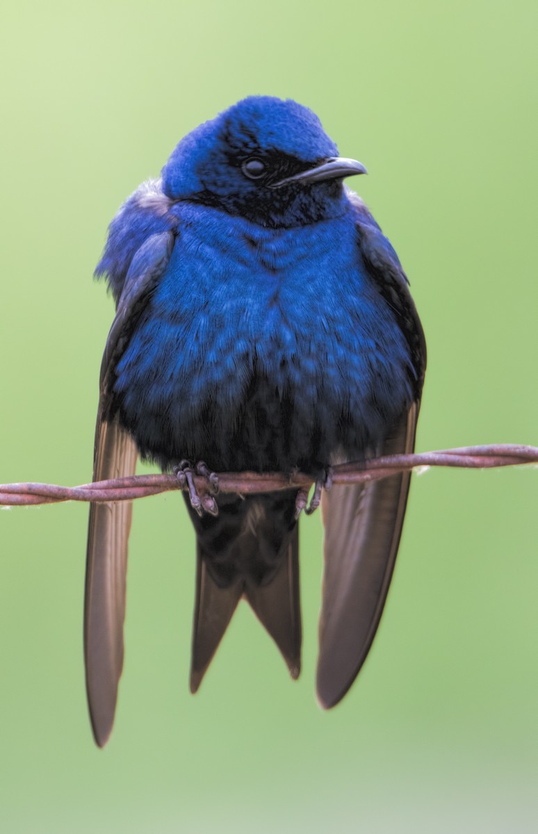 Purple Martin - ML620626524