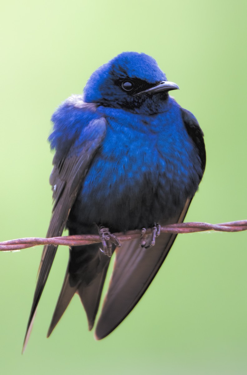 Purple Martin - ML620626525