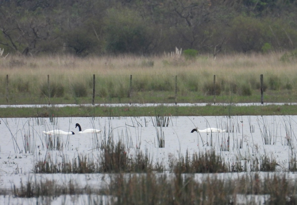 Cygne à cou noir - ML620626527