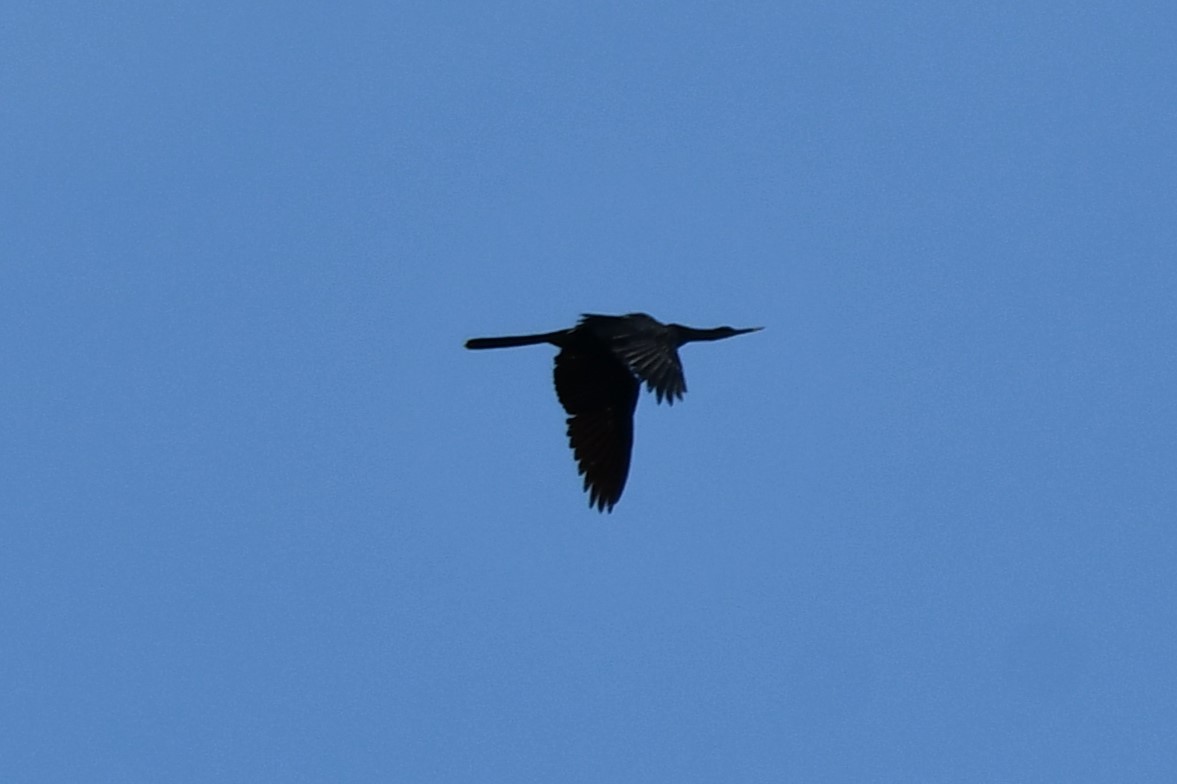 Anhinga - ML620626529