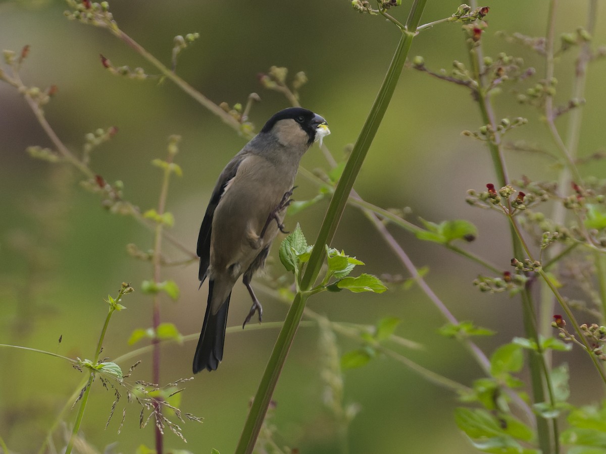 Azores Bullfinch - ML620626532