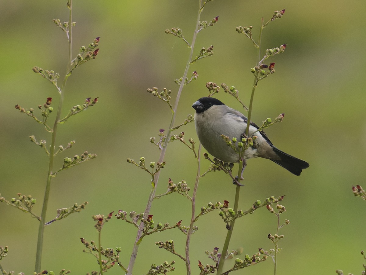 Azores Bullfinch - ML620626533