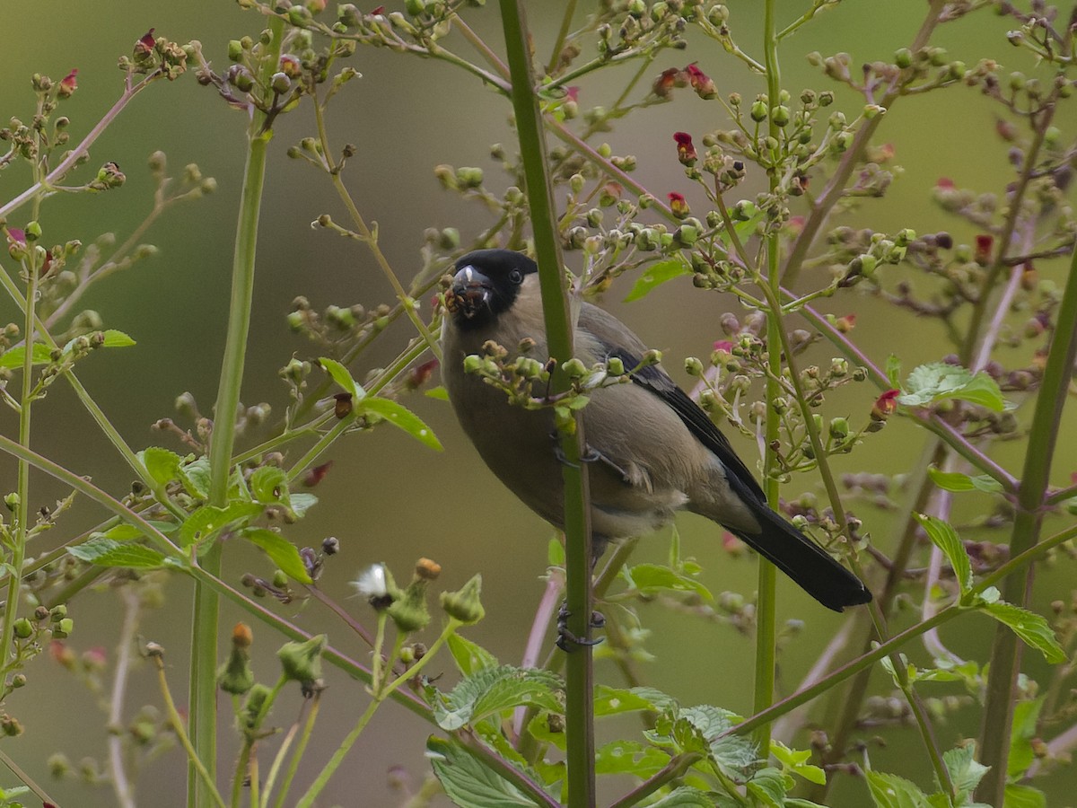 Azores Bullfinch - ML620626535