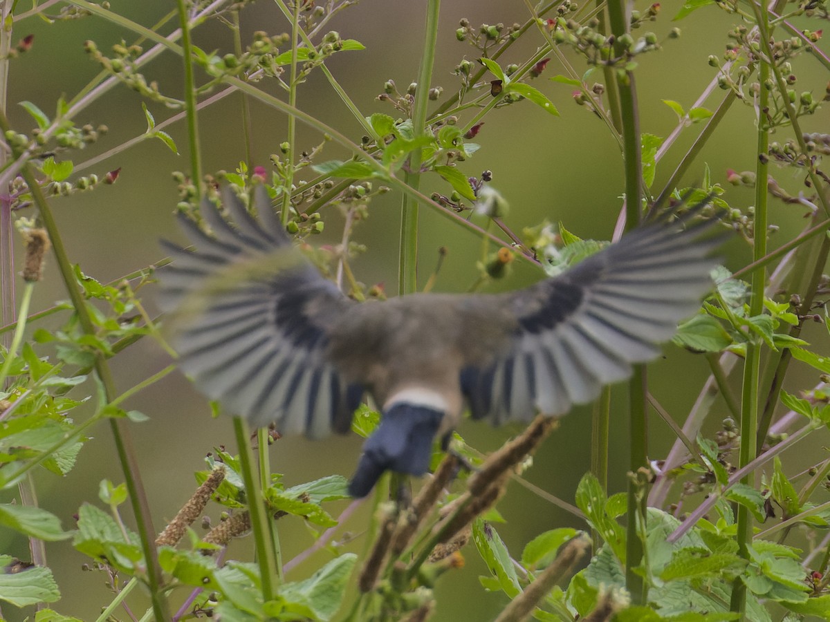 Azores Bullfinch - ML620626536