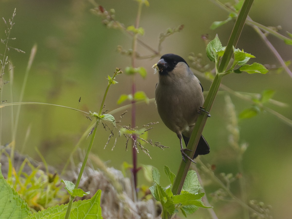 Azores Bullfinch - ML620626537