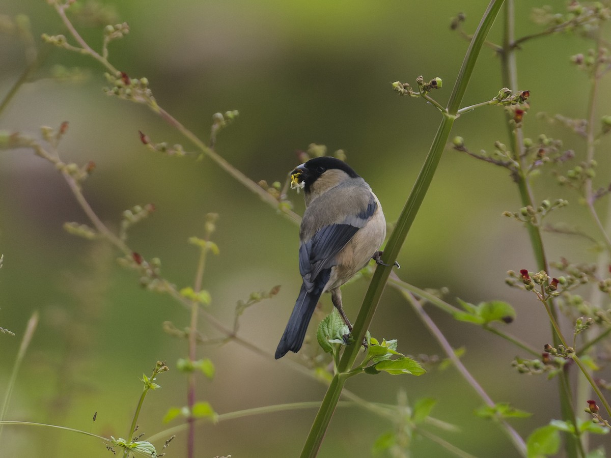 Azores Bullfinch - ML620626539