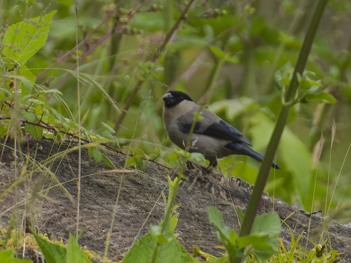 Azores Bullfinch - ML620626541