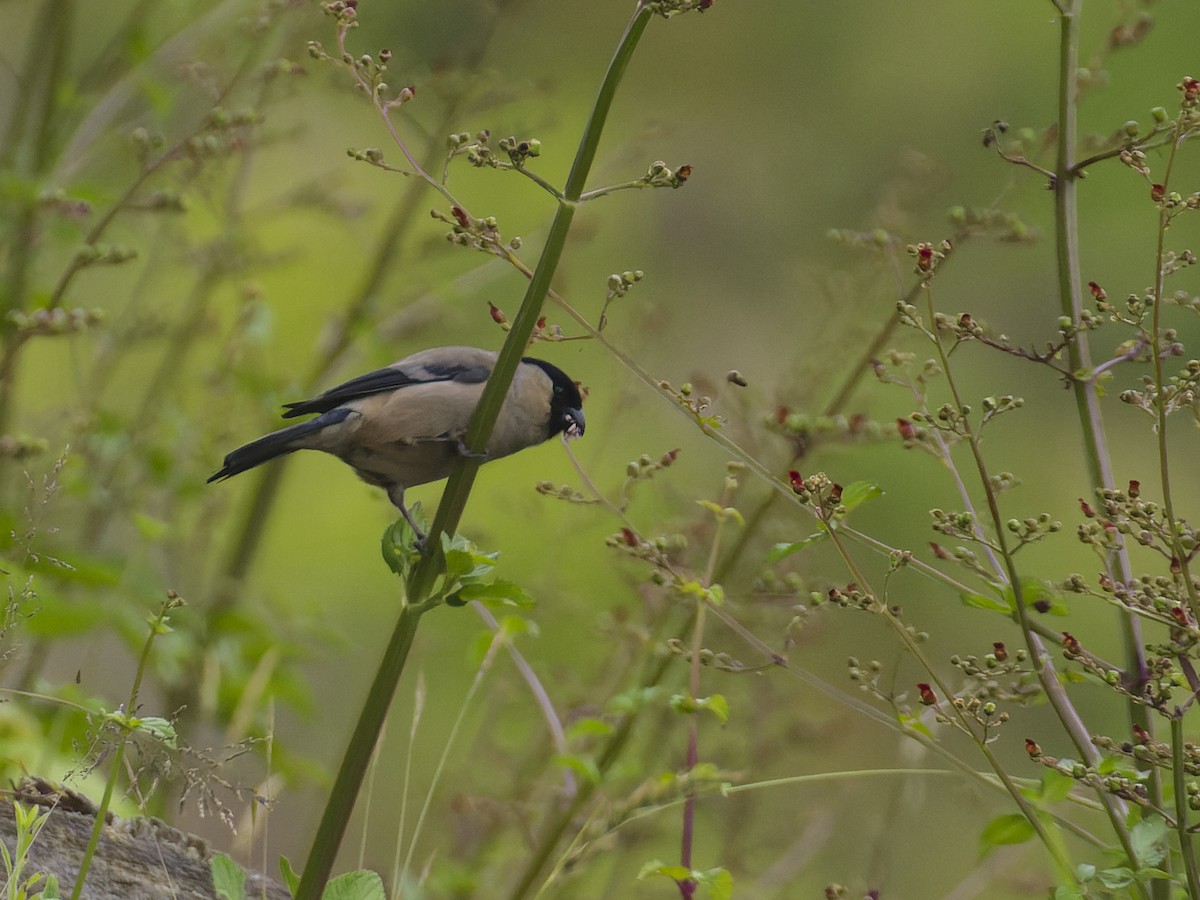 Azores Bullfinch - ML620626542