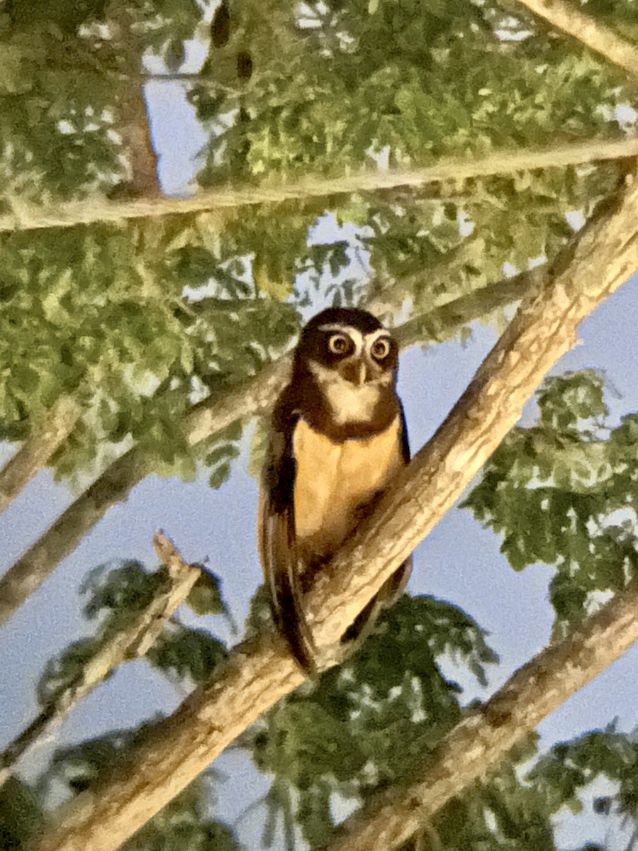 Spectacled Owl - ML620626544