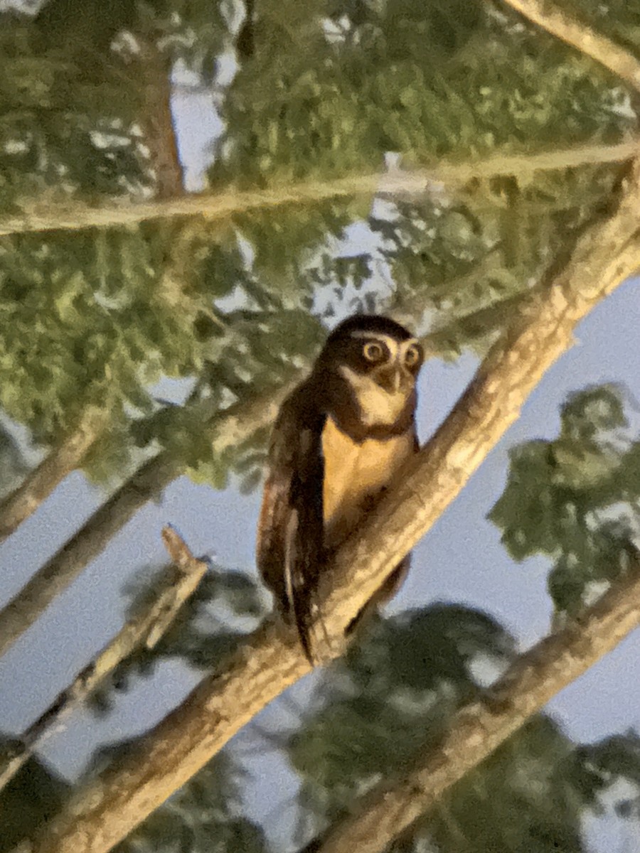 Spectacled Owl - ML620626545