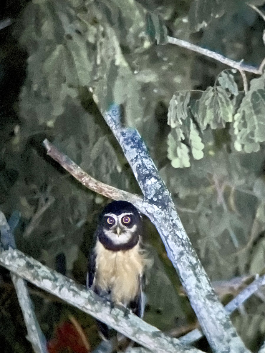 Spectacled Owl - ML620626546