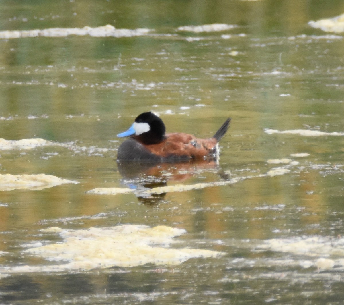 Ruddy Duck - ML620626550