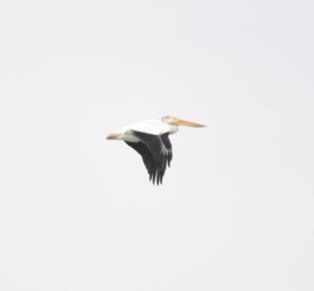 American White Pelican - ML620626554