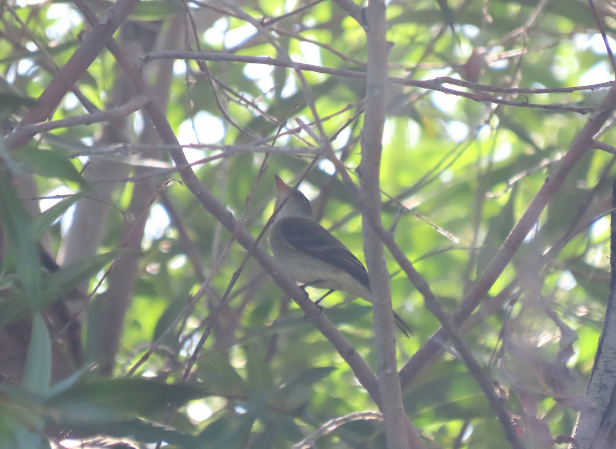 Alder/Willow Flycatcher (Traill's Flycatcher) - ML620626555