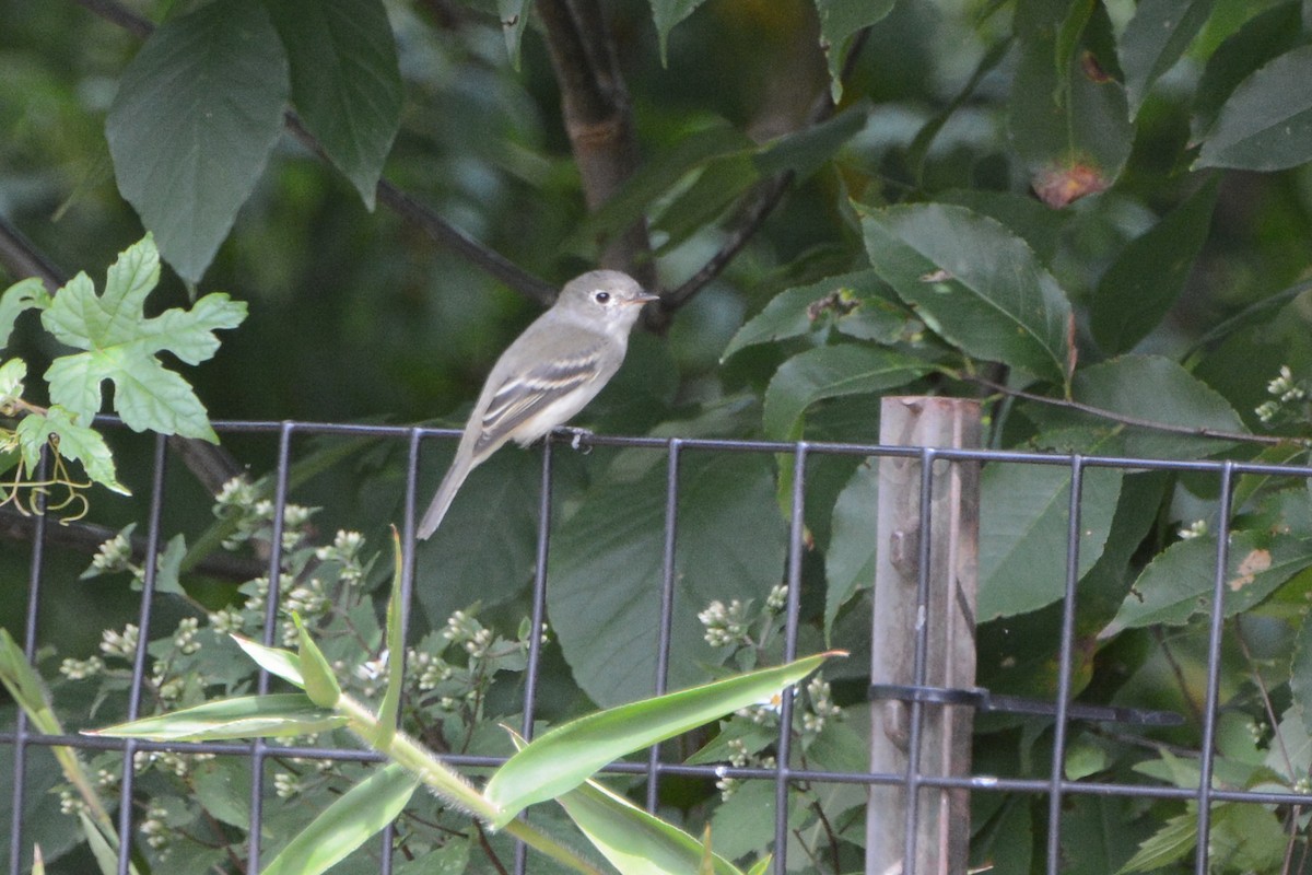 Least Flycatcher - David Jeffrey Ringer