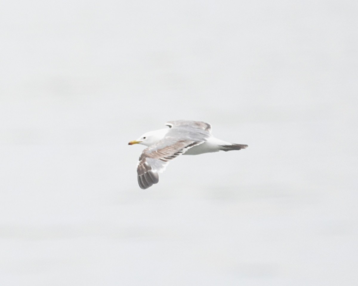 California Gull - ML620626559