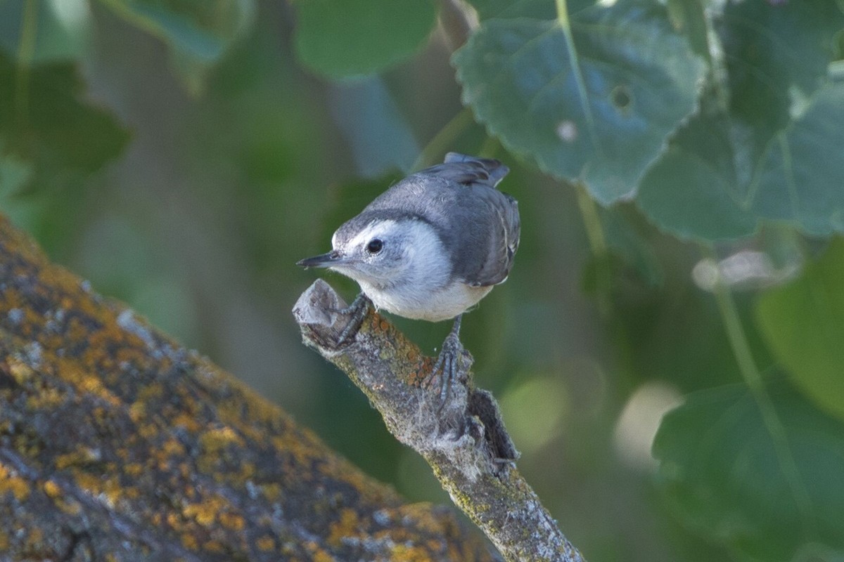 White-breasted Nuthatch - ML620626560