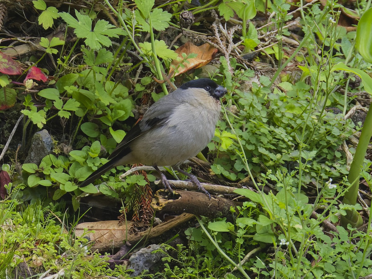 Azores Bullfinch - Angus Wilson