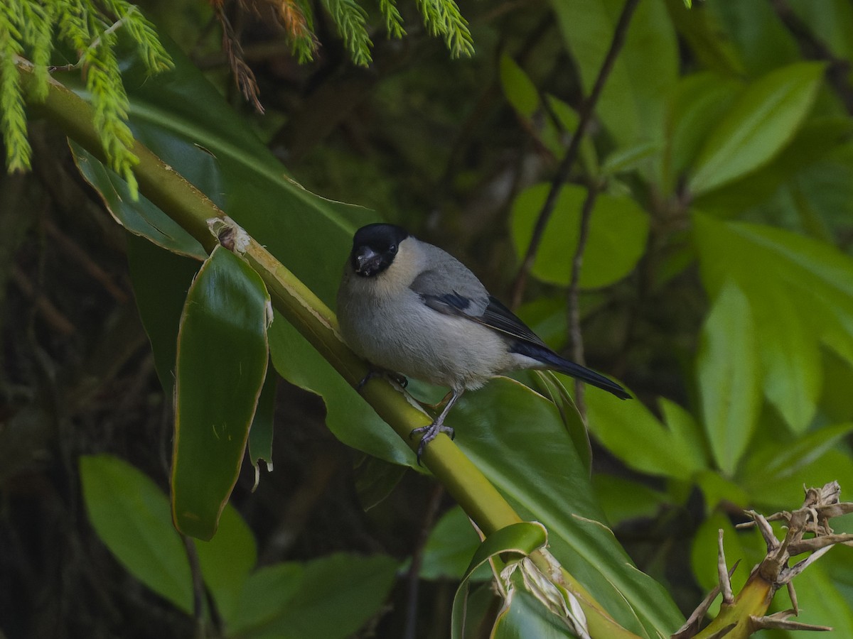 Azores Bullfinch - ML620626562