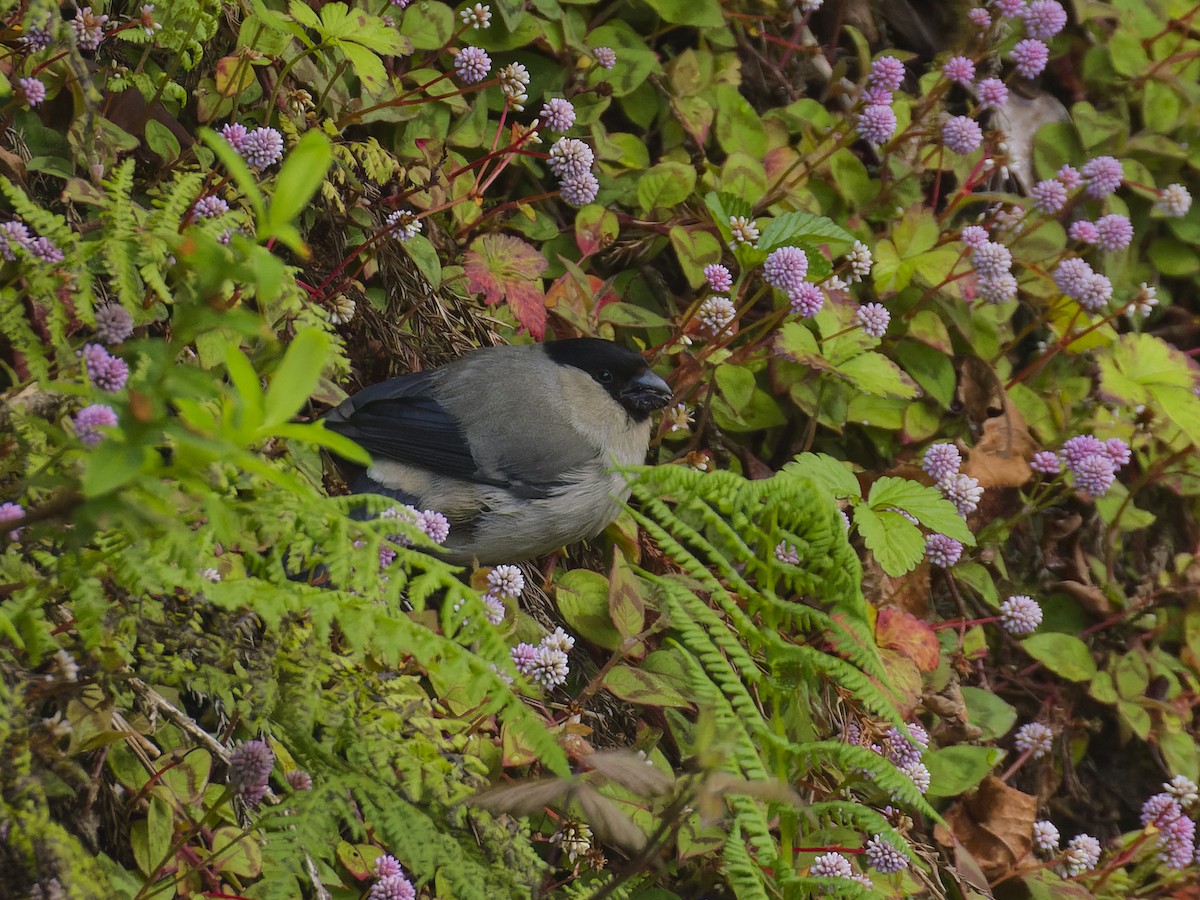 Azores Bullfinch - ML620626563