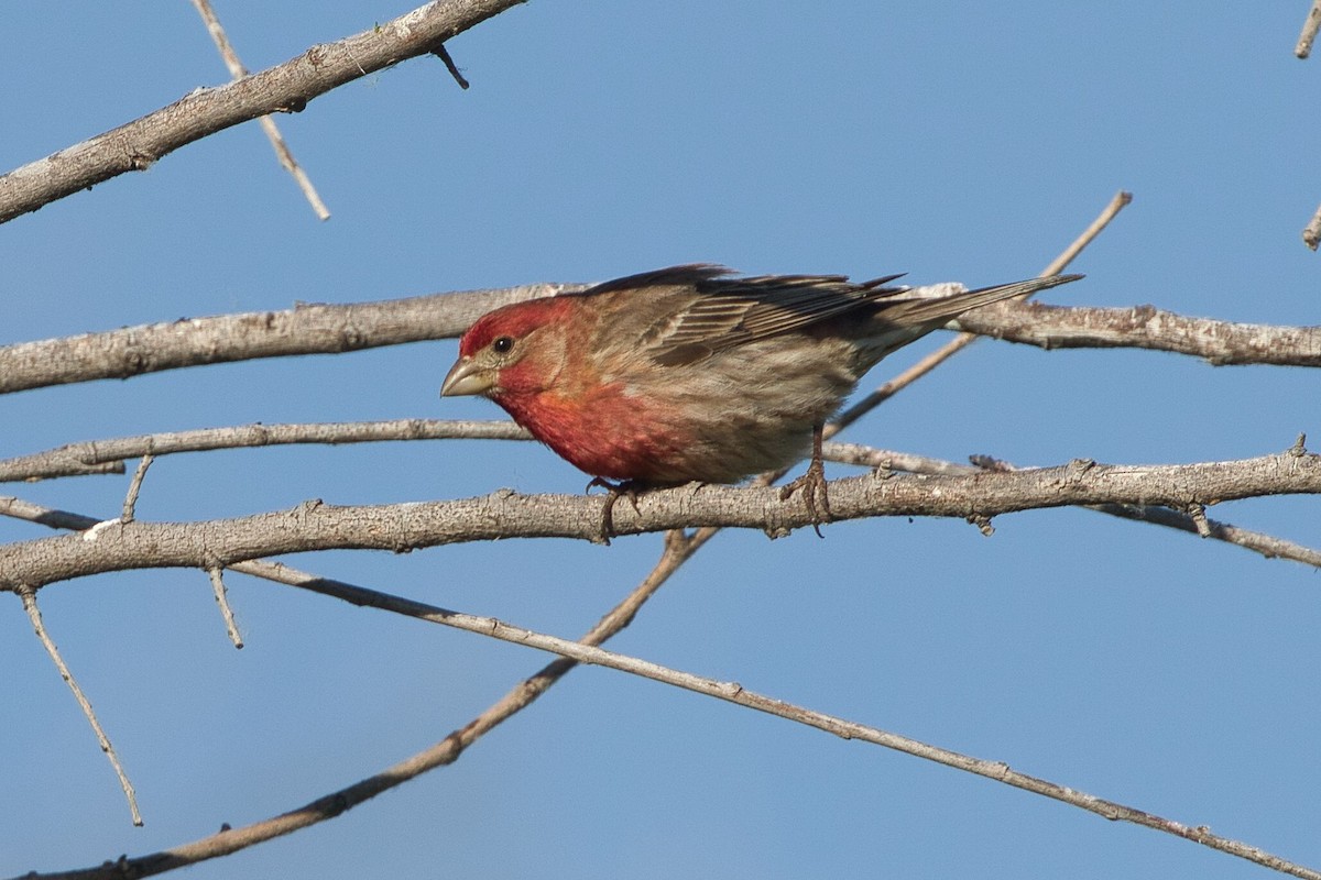 House Finch - ML620626564