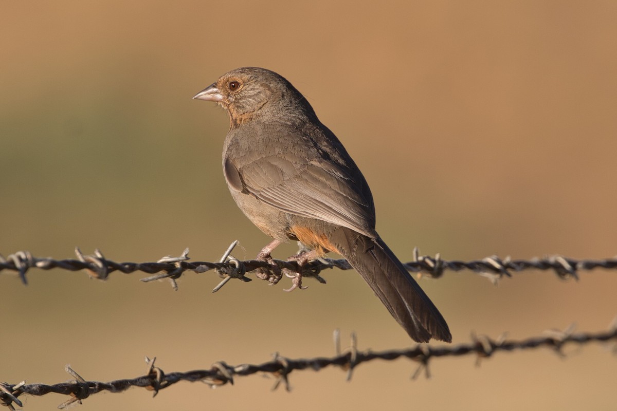 California Towhee - ML620626565