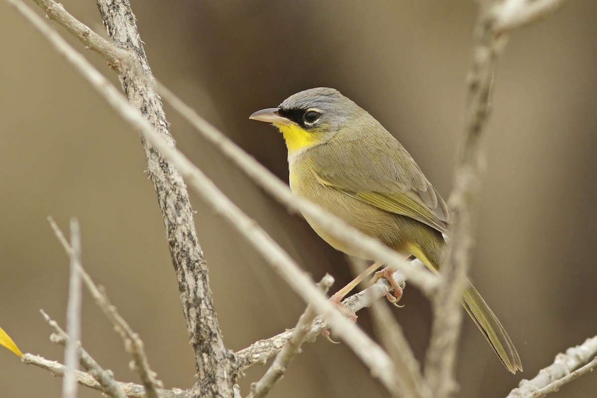 Gray-crowned Yellowthroat - ML620626566