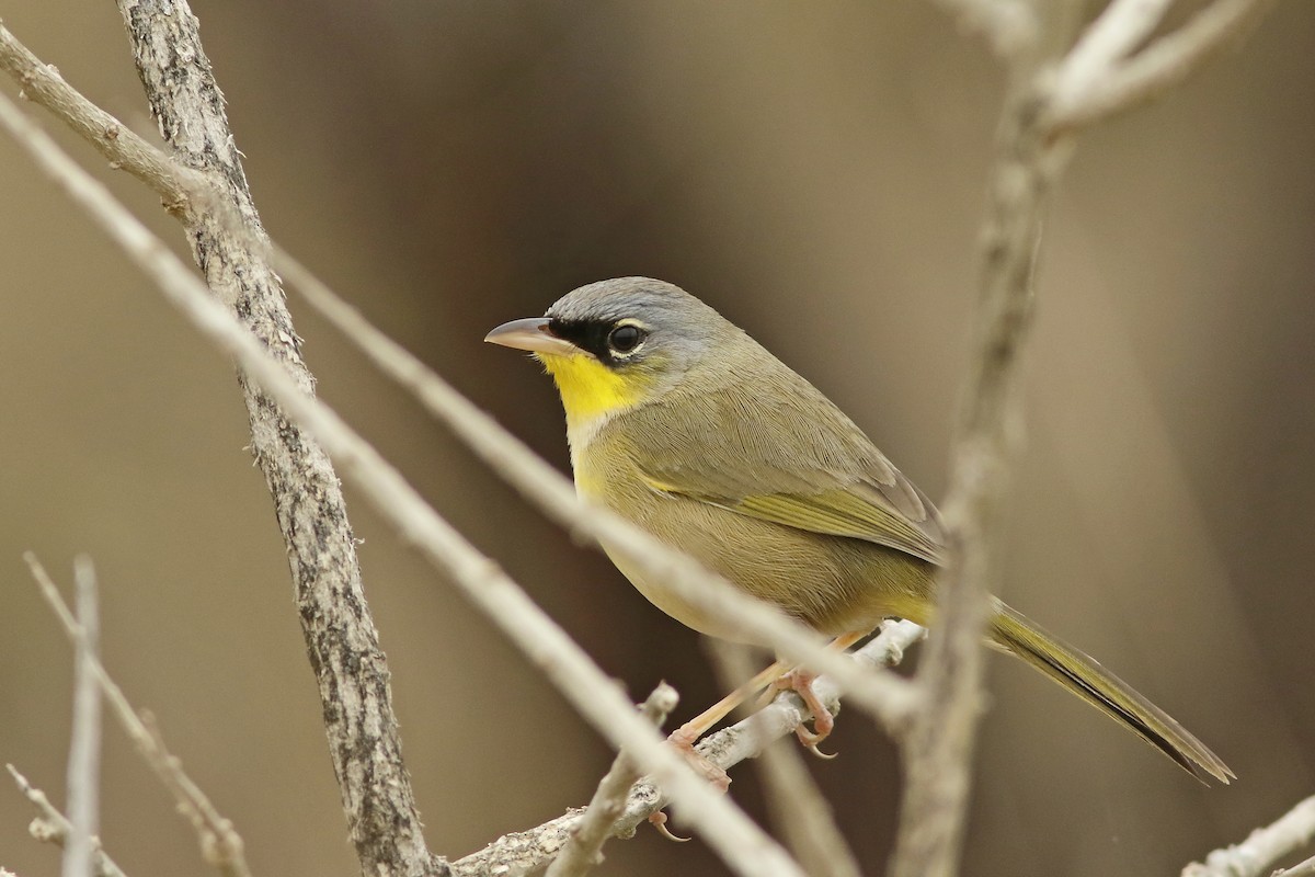 Gray-crowned Yellowthroat - ML620626568