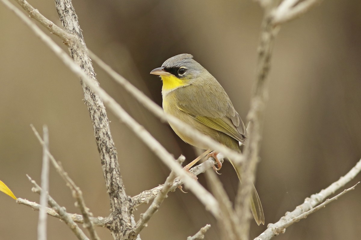 Gray-crowned Yellowthroat - ML620626569