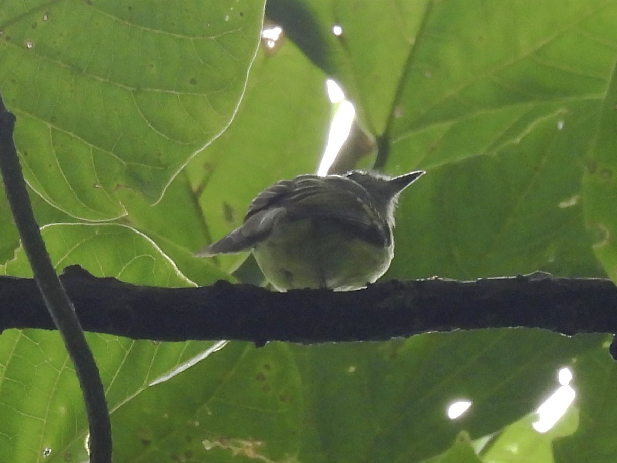 Sepia-capped Flycatcher - ML620626570
